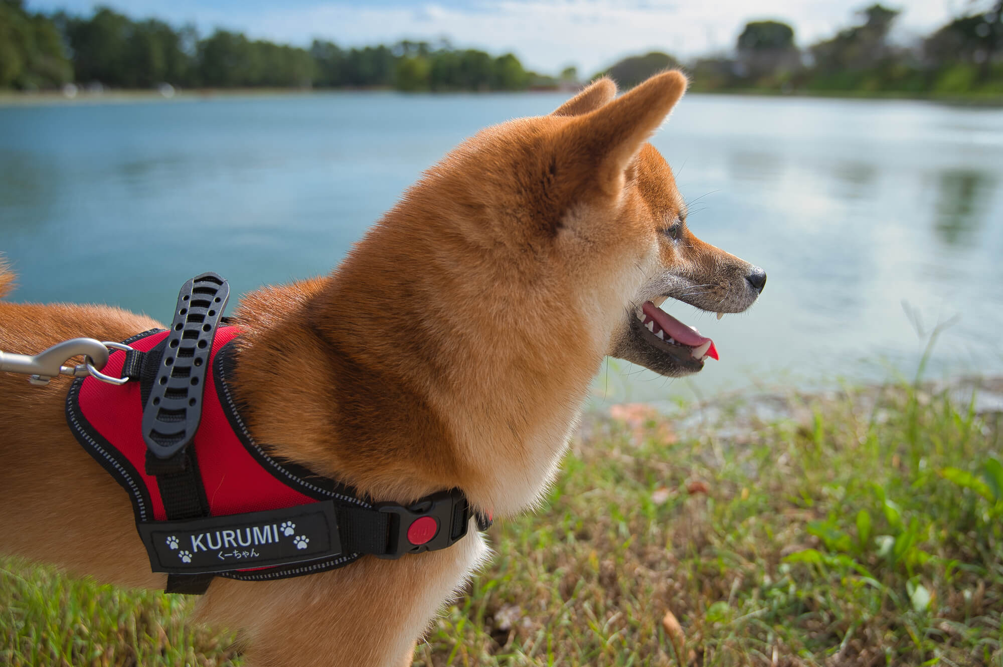 中型犬用ハーネスに関するよくある質問